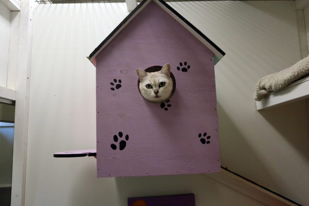 kissanpäivät - kissahotelli helsinki