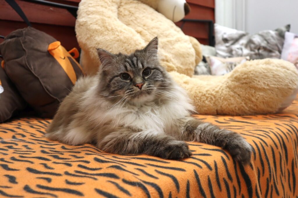 kissahotelli helsinki