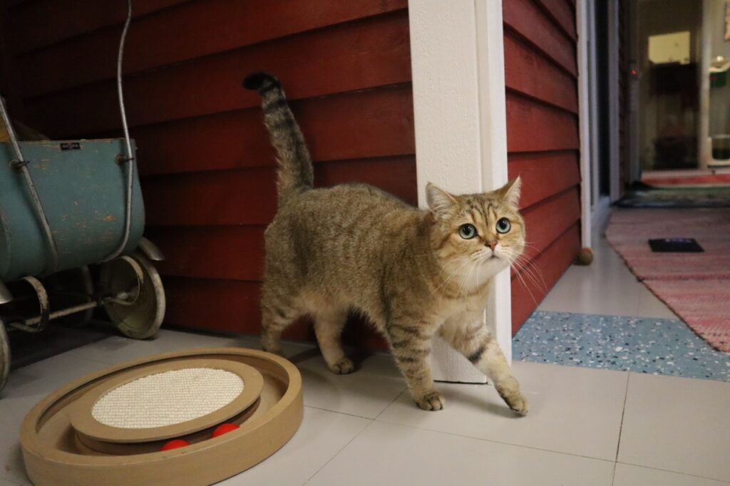 kissan hoitopaikka helsinki